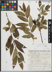 Foto von Salix lucida Muhl.